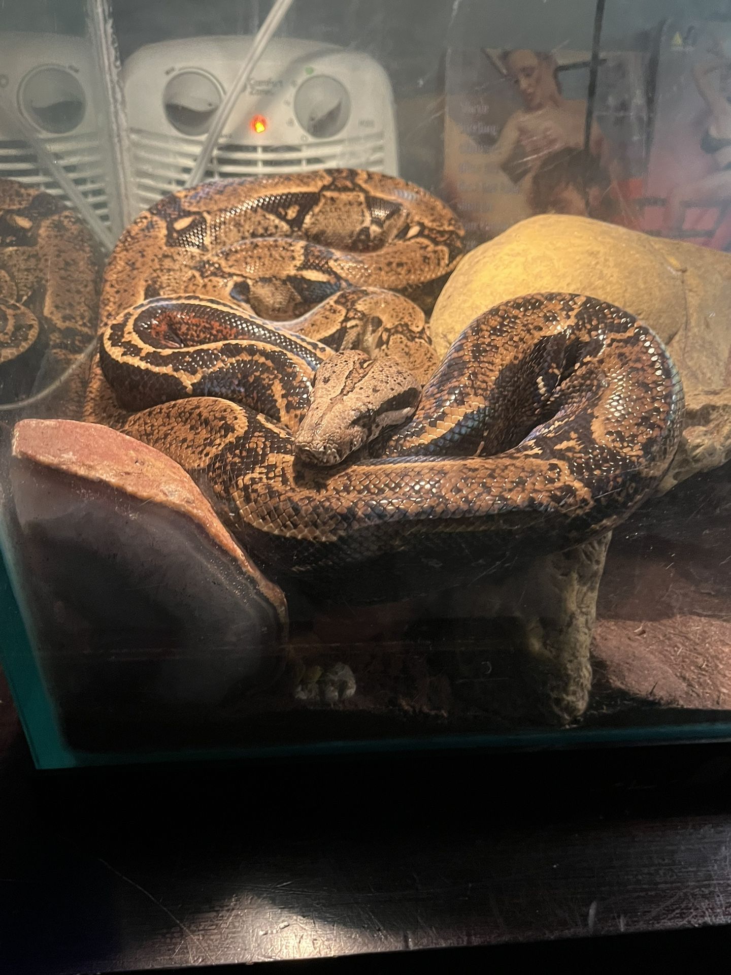 Red Tail Python With Aquarium