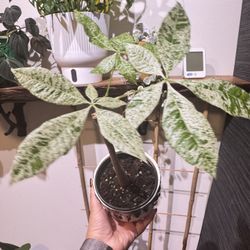 Non Grafted Variegated Money Tree 