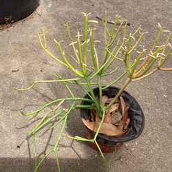 Pencil Cactus Plant 