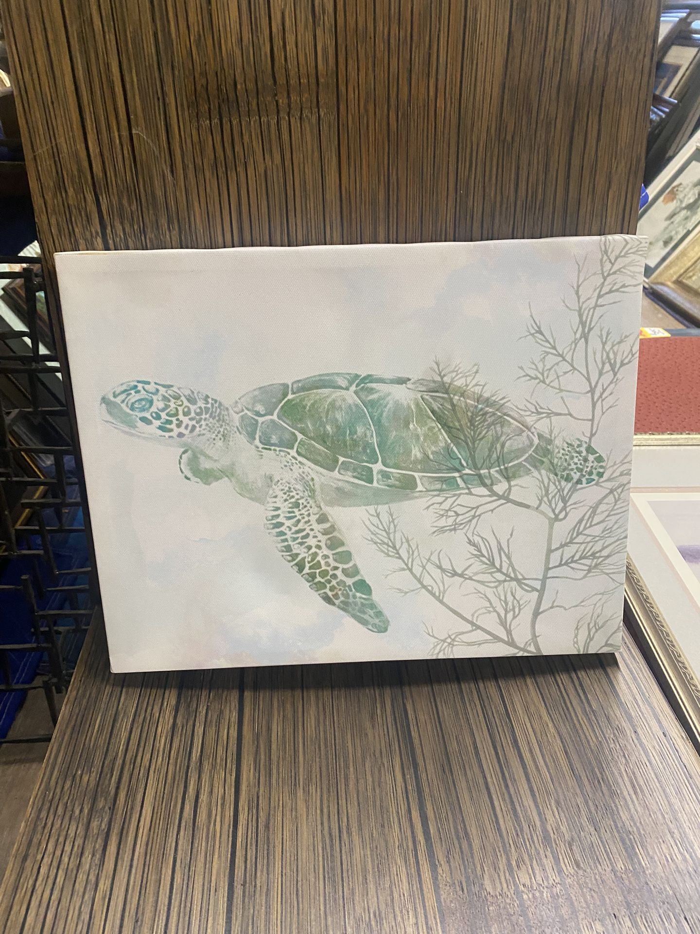 Turtle Pictures