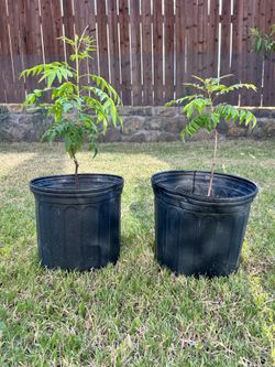 Organic healthy Curry Leaf plants - $20 each