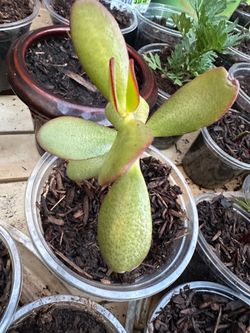 Succulents ready for your garden
