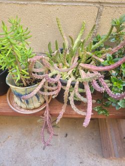 Plants