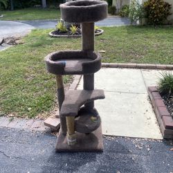 Cat Climbing Tree 