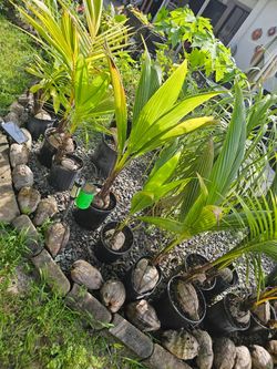 Potted Coconut Palm Seedlings – Set of Several