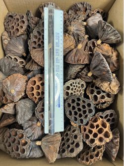 Medium/Large natural lotus pods for isopod keepers and bioactive enthusiasts