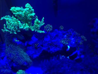 30 gallons salt water tank