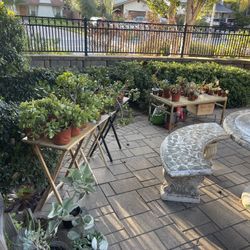 ‼️‼️‼️Selling Over 50 PLANTS! ‼️‼️‼️