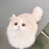 Maysie (May C)