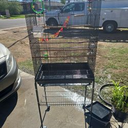 Bird Cage