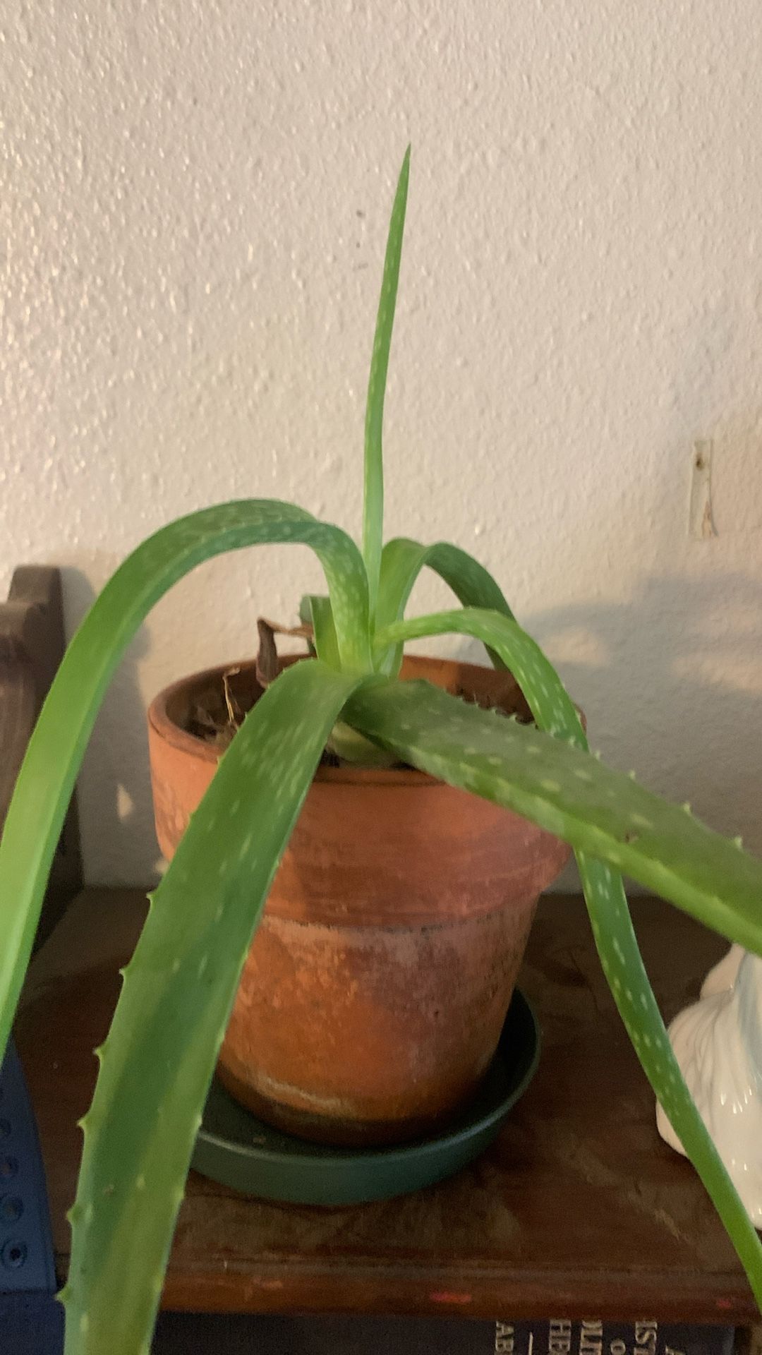 Aloe Vera Plant