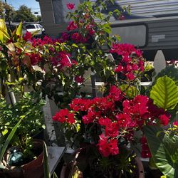 Plants North Sacramento $10