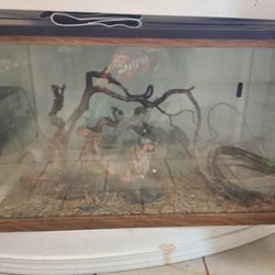 Habitad Para Reptiles/Reptile Habitat