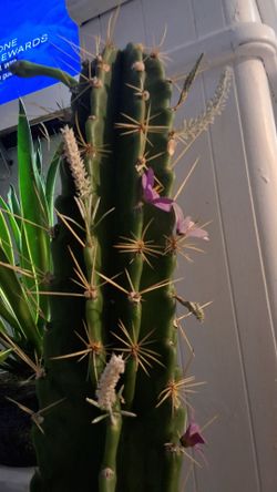 Tall Columnar mescaline cactus with flower