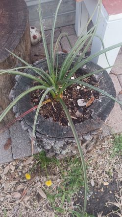 Maceta de Tronco