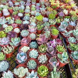 Plantas de Cacto Y Suculentas en COVINA