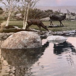 Pair of Bronze Deer