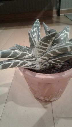 Artificial socculent plant