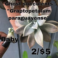 Graptopetalum Paraguayense Succulent 