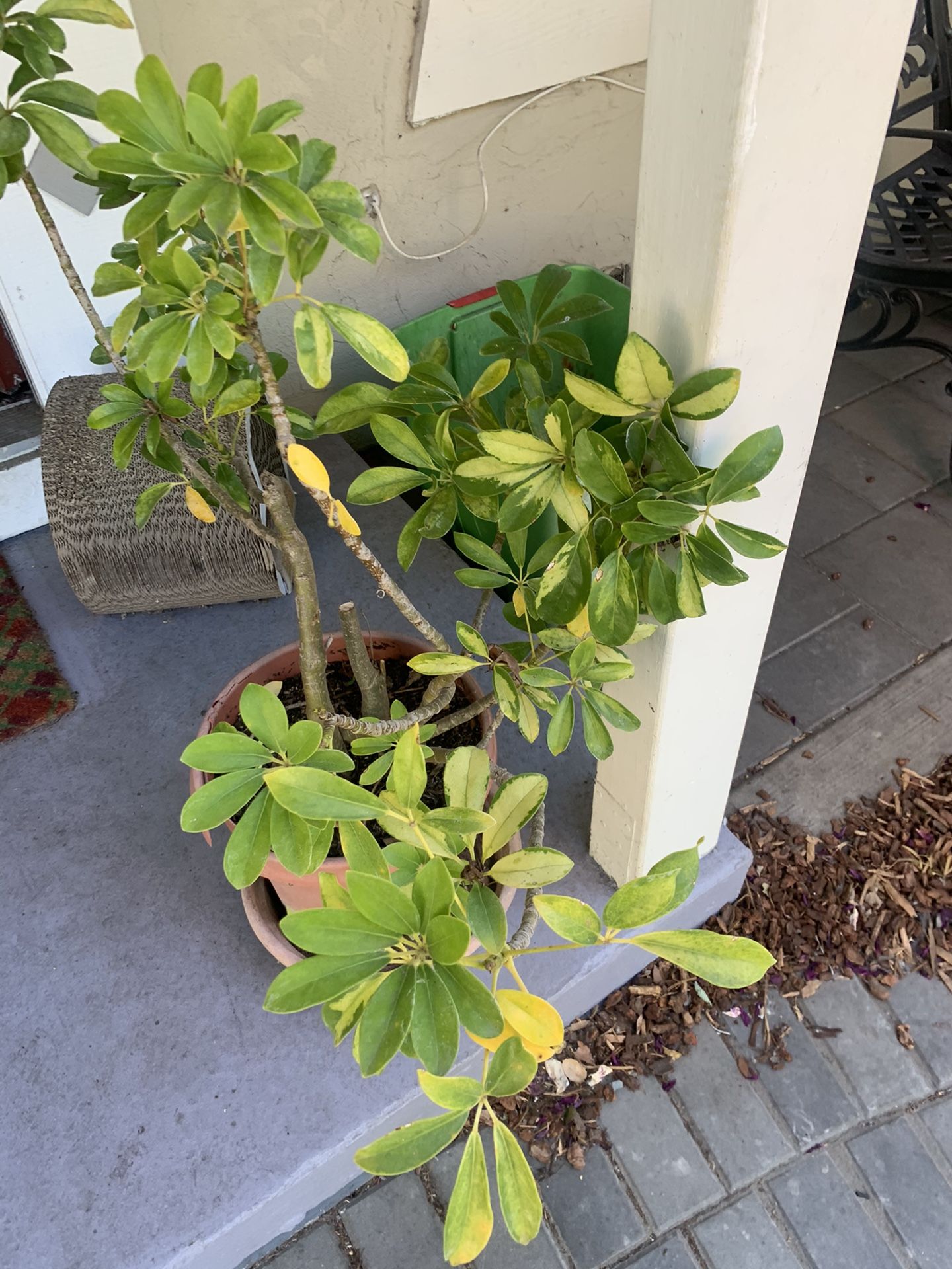 Plant For SALE