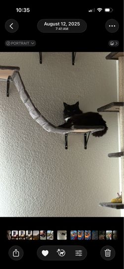 Cat wall