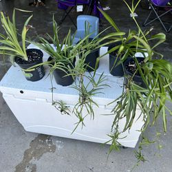 Spider Plant  $5..