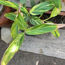 Ginger Plant Variegated 