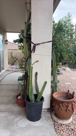 Huge cSan Pedro cactus