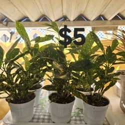 "Golden Dust" Croton Plants 