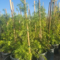 podocarpus hedges