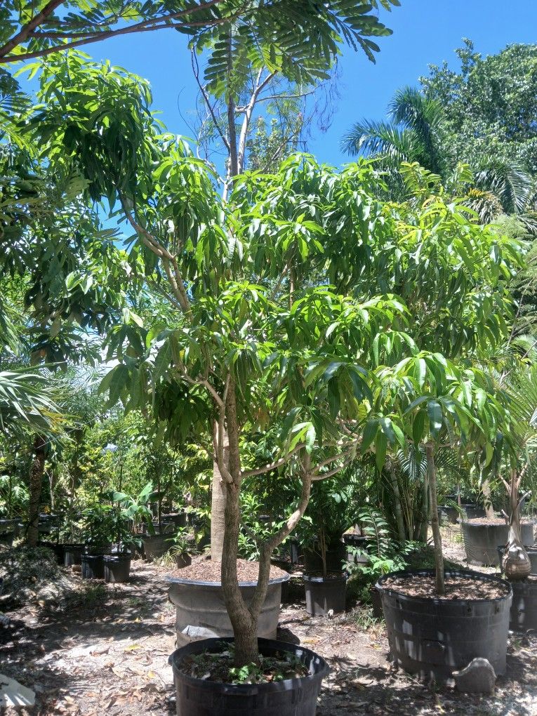 Large Mango Tree 🌳🥭$775