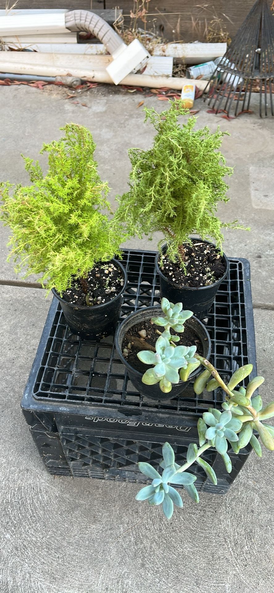 Love ❤️ Plants. Total Of 3 , Including The Succulent Plants