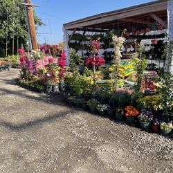 Great Selection On Flowering Shrubs