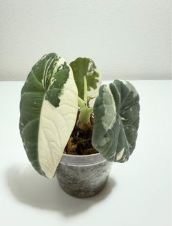 Alocasia Maharani Albo Variegated – Exact Plant + 3 Baby Corms