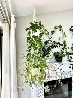 Hanging plants(pothos & Spider)with Macrame both 50$price Is Firm!
