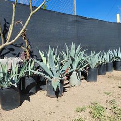Blue Agave $20 Each Choose What You Like 