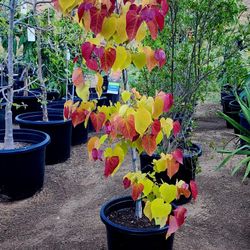 Redbud "Flame Thrower" Stunning Color