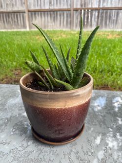 Aloe Plant in Earth-Tone Ceramic Planter with Saucer