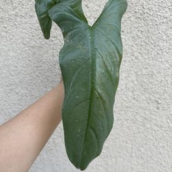Philodendron Silver Sword Plant CUTTING - Rooted