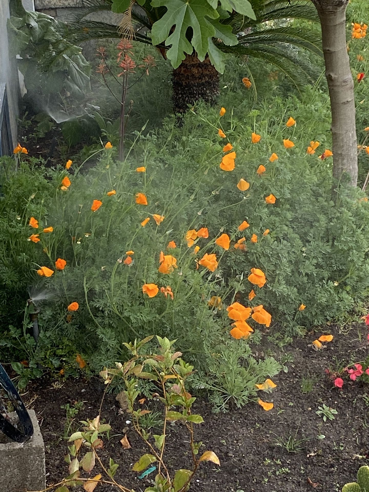 Sprinklers