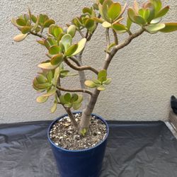 Jade Plant