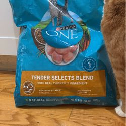 Free Dry Food For Cat 