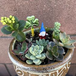 Succulent Mix - St. Patrick’s Day Display