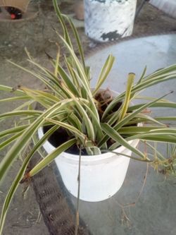 Air-Purifying Spider Plant 🌿 Easy Care • Pet Safe • Bakersfield Planta Cinta Purificadora 🌿