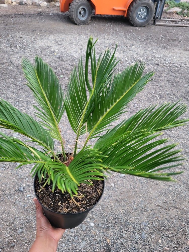 Sago Palm Plant 8" Pot for Sale in Chula Vista, CA OfferUp