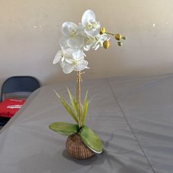Decorative Orchid