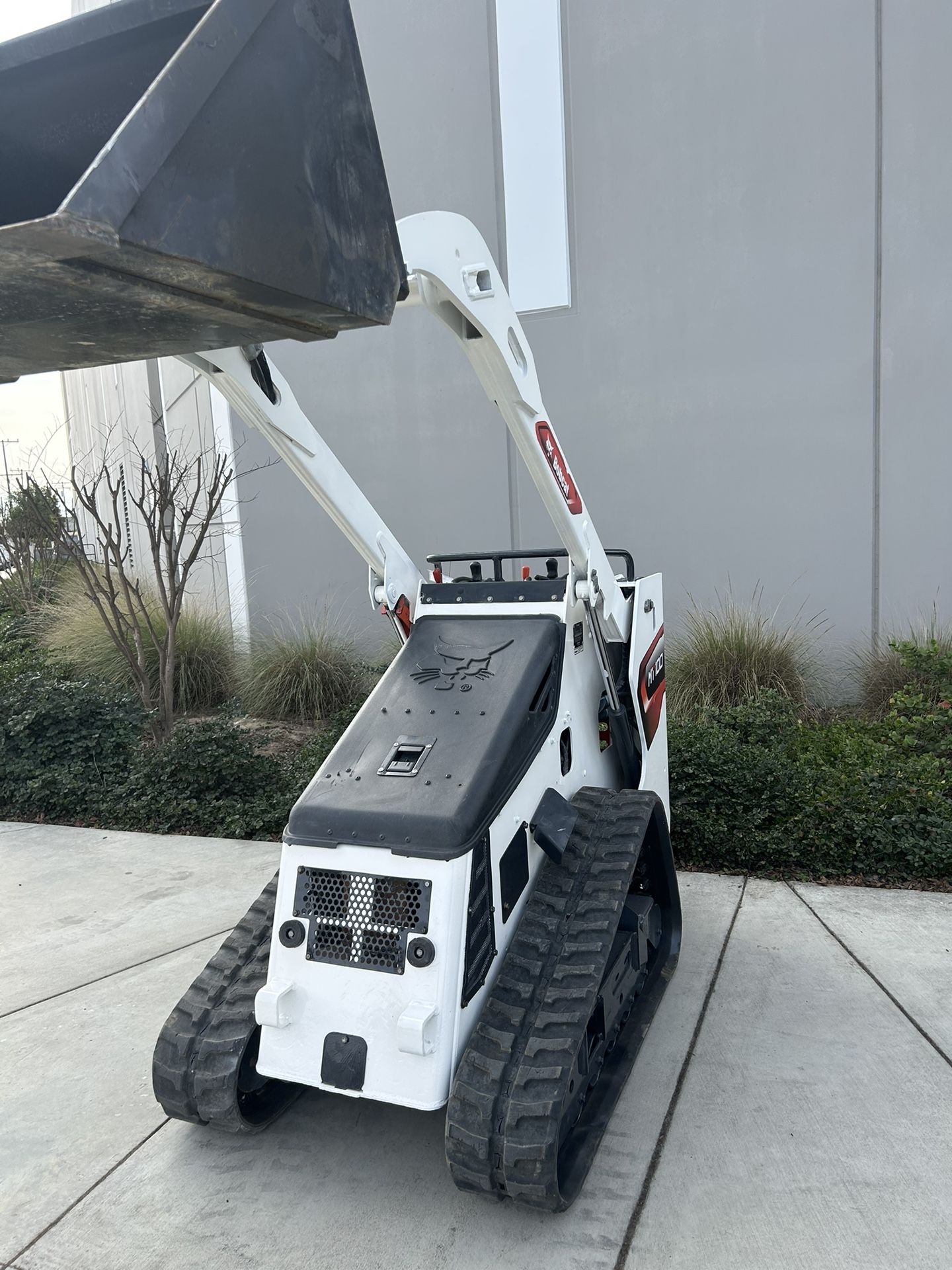 Bobcat