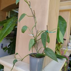 Potted Plant