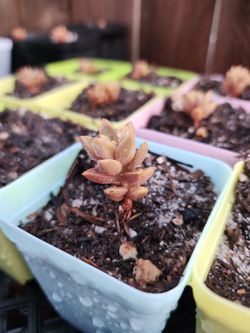 Assorted Plants And Succulents