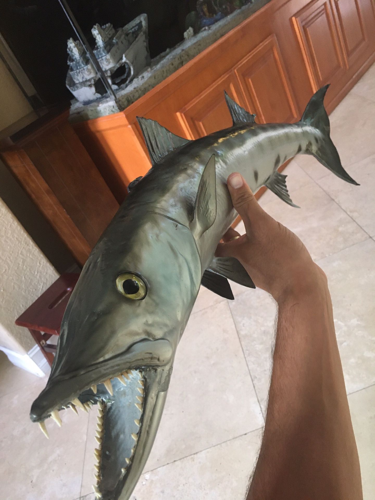 Beautiful barracuda fish mount for sale taxidermy